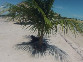 Dog on the beach in the shade at Blackbeards Bar, Cerros Sands, Corozol, Belize – Best Places In The World To Retire – International Living